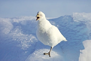Snowy Sheathbill (Chionis alba) adult, calling, standing on ice, Paulette Island, Antarctic Peninsula, Antarctica