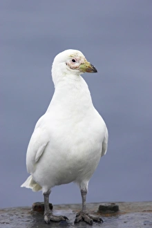 Snowy Sheathbill (Chionis alba) adult, standing on ship, Antarctic Peninsula, Antarctica