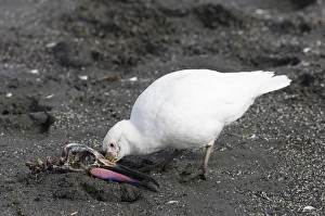 Snowy Sheathbill (Chionis alba) adult, feeding on King Penguin (Aptenodytes patagonicus) skull, South Georgia, november
