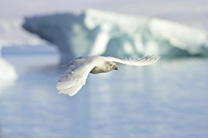 Snowy Sheathbill (Chionis alba) adult, in flight over sea, Paulette Island, Antarctic Peninsula, Antarctica