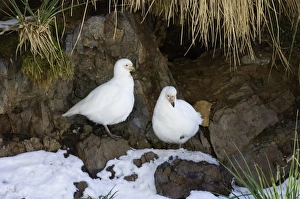 Antarctic Prints: Snowy Sheathbill (Chionis alba) adult pair