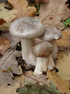 Floor Prints: Soap-scented Tricholoma (Tricholoma saponaceum) fruiting bodies