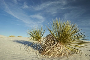 Soaptree Yucca (Yucca elata) growing in gypsum dunes, White Sands National Monument, New Mexico, U. S. A. December