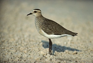 Plovers Prints: Sociable Plover (Chettusia gregarius) adult, winter plumage, standing on beach, Israel
