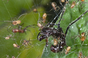 Caught Prints: Social Spider (Anelosimus sp. ) adults