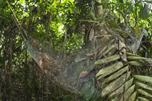 Webs Prints: Social Spider (Anelosimus sp. ) communal web in tropical forest habitat