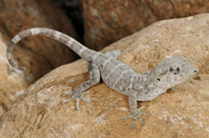 Middle East Prints: Socotra Giant Gecko (Haemodracon riebeckii) adult, resting on rock, Socotra, Yemen, march