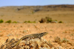 Gecko Prints: Socotra Rock Gecko (Pristurus sokotranus) adult