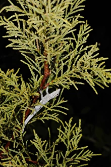Socotra Rock Gecko (Pristurus sokotranus) adult, hanging under branch at night