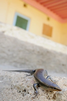Socotra Prints: Socotra Skink (Trachylepis socotrana) adult