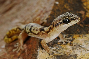 Gecko Prints: Socotran Gecko (Haemodracon trachyrhinus) adult, standing on rock, Socotra, Yemen, march