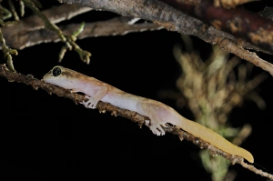 Socotran Gecko (Haemodracon trachyrhinus) adult, hunting on branch at night, Socotra, Yemen, march