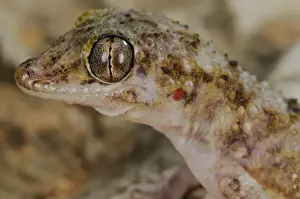 Newly Prints: Socotran Leaf-toed Gecko (Hemidactylus inintellectus) adult