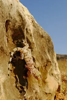 Socotran Leaf-toed Gecko (Hemidactylus inintellectus) adult, on rock in desert, Socotra, Yemen, march
