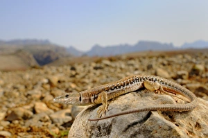 Socotran Wall Lizard (Mesalina balfouri) adult, resting on rock in desert habitat, Socotra, Yemen, march
