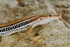 Socotra Prints: Socotran Wall Lizard (Mesalina kuri) adult