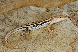 Socotran Wall Lizard (Mesalina kuri) adult, standing on rock, Abd el Kuri Island, Socotra Archipelago, Yemen, april