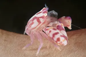 Decapoda Prints: Soft Coral Porcelain Crab (Lissoporcellana nakasonei) adult