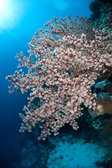 Corals Prints: Soft Coral (Siphonogorgia godeffroyi) Nyata Island