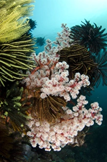 Komodo Prints: Soft red Divaricate Tree Coral (Dendronephthya sp)
