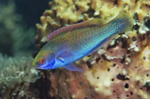 Wrasses Prints: Solar Fairy-wrasse (Cirrhilabrus solorensis) adult