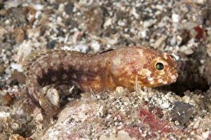 Muck Prints: Solar Jawfish (Opistognathus solorensis) adult