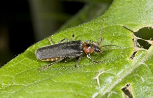 Massif Central Prints: Soldier Beetle (Cantharis rustica) adult
