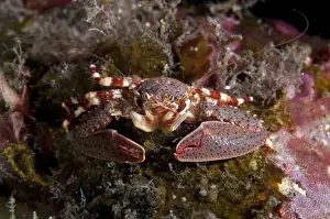 Decapoda Prints: Soldier Porcelain Crab (Petrolisthes militaris) adult
