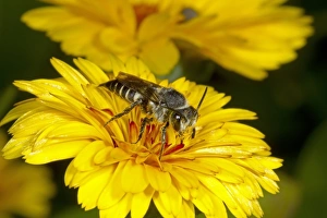 Kent Prints: Solitary Bee (Coelioxys elongata) adult female