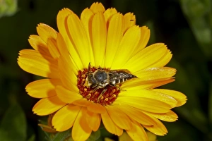 Solitary Bee (Coelioxys elongata) adult female, feeding on flower, Kent, England, September