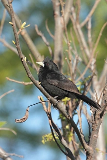 Icterids Prints: Solitary Black Cacique (Cacicus solitarius) adult