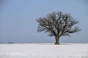 Wintry Prints: Solitary English oak tree in winter farmland landscape