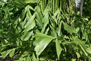 Lesser Antilles Prints: Solitary Fishtail Palm (Caryota urens) close-up of leaves