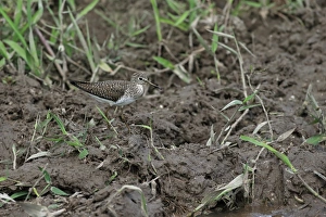 Lesser Antilles Prints: Solitary Sandpiper (Tringa solitaria) adult
