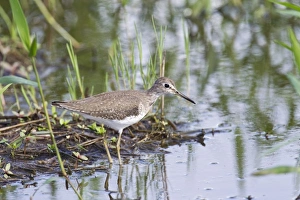 Solitary Sandpiper (Tringa solitaria) adult, non-breeding plumage, standing in shallow water, Trinidad