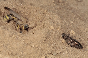 Burrow Prints: Solitary Wasp (Cerceris bupresticida) adult