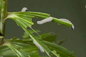 Seal Prints: Solomons seal sawfly, Phymatocera aterrima