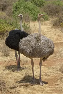 Kenyan Prints: Somali Ostrich (Struthio camelus molybdophanes) adult pair