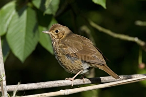 Thrush Prints: Song Thrush