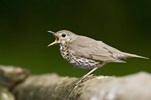 Central Europe Prints: Song Thrush (Turdus philomelos) adult