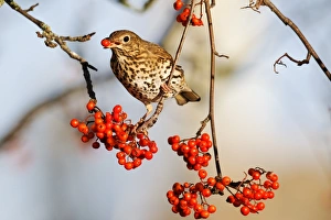 Christmas Prints: Song Thrush (Turdus philomelos) adult