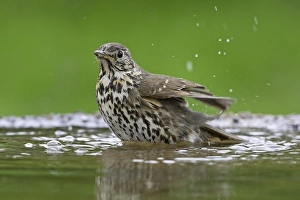Song Thrush (Turdus philomelos) adult, bathing in garden pond, Warwickshire, England, spring