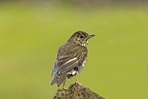 Song Thrush (Turdus philomelos) adult, with wet plumage after bathing in garden pond, Warwickshire, England, june