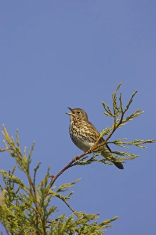 Cypress Prints: Song Thrush (Turdus philomelos) adult
