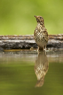 Song Thrush (Turdus philomelos) adult, standing in woodland pool with reflection, Hungary, May