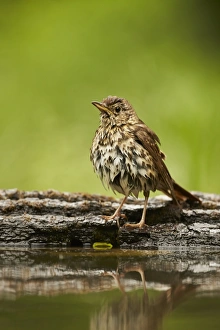Song Thrush (Turdus philomelos) adult, with wet feathers, standing at edge of woodland pool after bathing, Hungary, May