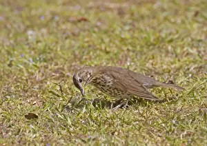Thrush Prints: Song Thrush (Turdus philomelos) introduced species