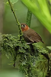 Troglodytidae Prints: Song Wren (Cyphorhinus phaeocephalus lawrencii) adult