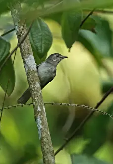 Pellorneidae Prints: Sooty-capped Babbler (Malacopteron affine affine) adult male