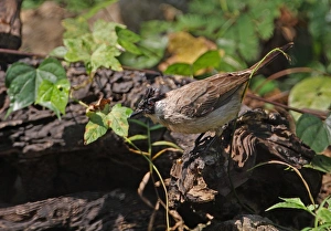 Sooty-headed Bulbul (Pycnonotus aurigaster) adult, wet after bathing, perched on log, Kaeng Krachan N. P. Thailand, january
